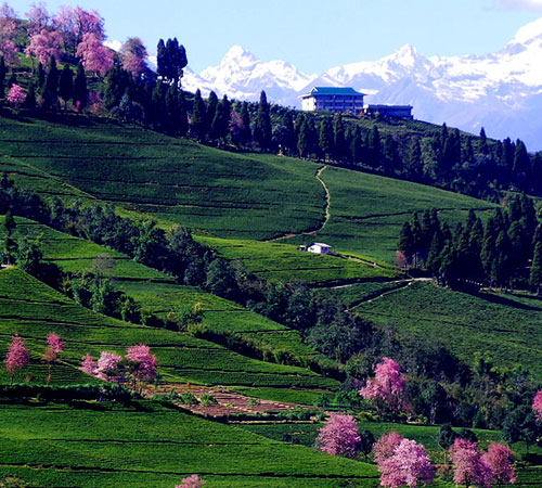 Stunning Sikkim Tour